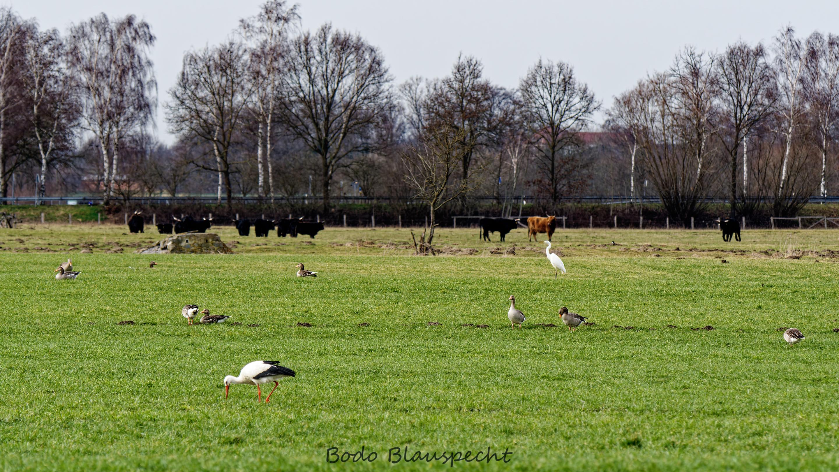 Landschaft   Tiere   Steveraue   2021.02.22 14.14 57 HQ